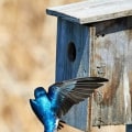 Waarom vogelhuisjes belangrijk zijn?