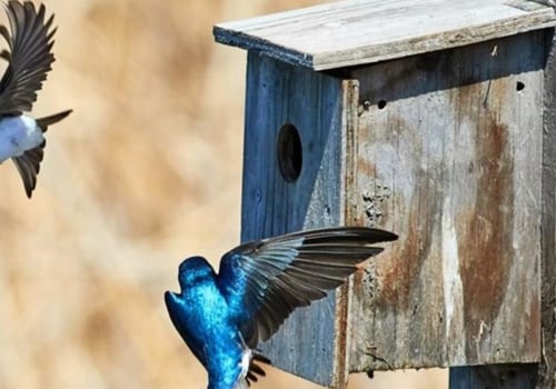 Waarom vogelhuisjes belangrijk zijn?
